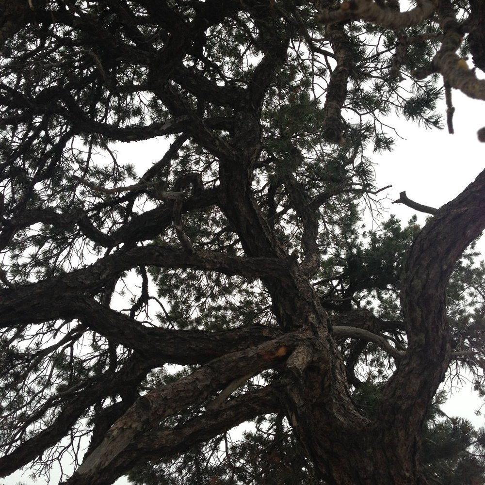 Meet your Posher, Cynthia